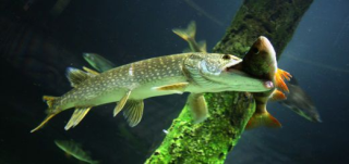 Летняя щука
