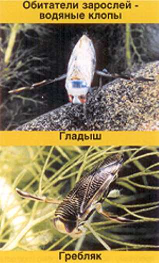 О водных растениях и рыбе