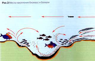 Речной лещ. Распределение рыбы. Ч. 5